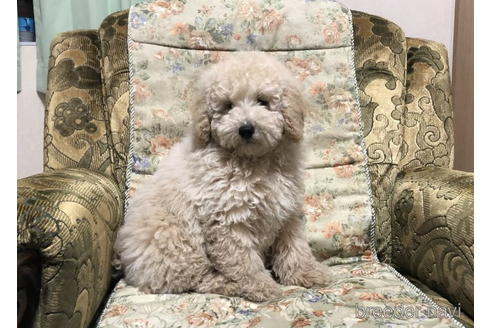 成約済の青森県のミディアムプードル-168917の3枚目